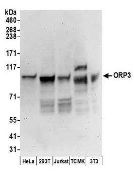 Rabbit anti-ORP3 Antibody, Affinity Purified