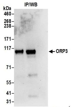 Rabbit anti-ORP3 Antibody, Affinity Purified