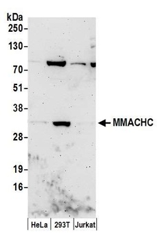 Rabbit anti-MMACHC Antibody, Affinity Purified