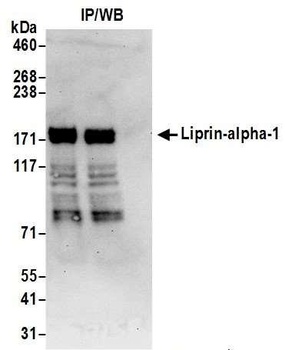 Rabbit anti-Liprin-alpha-1 Antibody, Affinity Purified