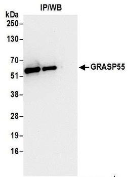Rabbit anti-GRASP55 Antibody, Affinity Purified