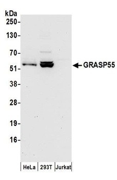 Rabbit anti-GRASP55 Antibody, Affinity Purified