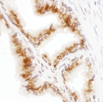 Rabbit anti-GRASP55 Antibody, Affinity Purified