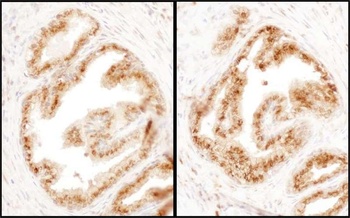 Rabbit anti-COPB2 Antibody, Affinity Purified