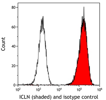 Rabbit anti-ICLN Antibody, Affinity Purified