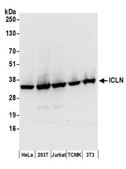 Rabbit anti-ICLN Antibody, Affinity Purified
