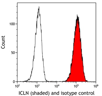 Rabbit anti-ICLN Antibody, Affinity Purified