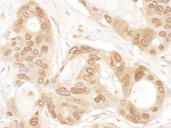 Rabbit anti-ICLN Antibody, Affinity Purified