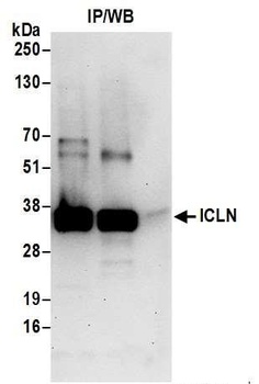 Rabbit anti-ICLN Antibody, Affinity Purified