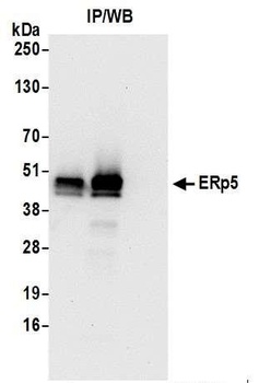 Rabbit anti-ERp5 Antibody, Affinity Purified
