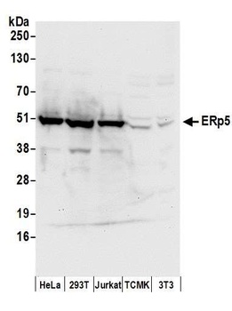 Rabbit anti-ERp5 Antibody, Affinity Purified