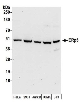 Rabbit anti-ERp5 Antibody, Affinity Purified