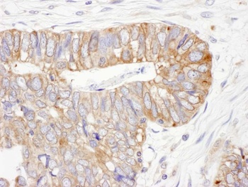 Rabbit anti-ERp5 Antibody, Affinity Purified