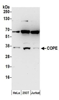 Rabbit anti-COPE Antibody, Affinity Purified