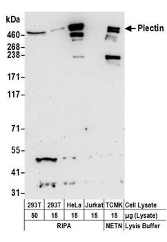 Rabbit anti-Plectin Antibody, Affinity Purified