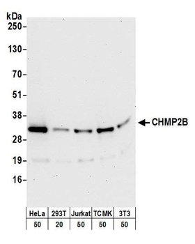 Rabbit anti-CHMP2B Antibody, Affinity Purified