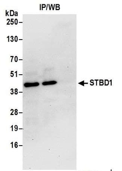 Rabbit anti-STBD1 Antibody, Affinity Purified