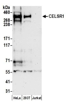 Rabbit anti-CELSR1 Antibody, Affinity Purified