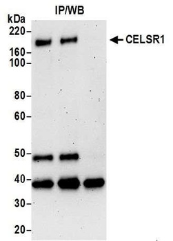 Rabbit anti-CELSR1 Antibody, Affinity Purified