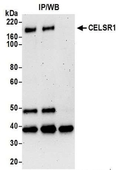 Rabbit anti-CELSR1 Antibody, Affinity Purified