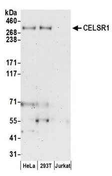 Rabbit anti-CELSR1 Antibody, Affinity Purified