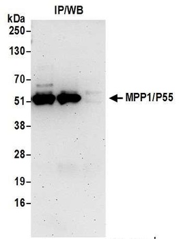 Rabbit anti-MPP1/P55 Antibody, Affinity Purified