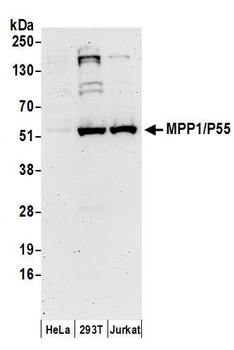 Rabbit anti-MPP1/P55 Antibody, Affinity Purified