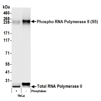 Rabbit anti-RNA Polymerase II, Phospho (S5) Antibody, Affinity Purified