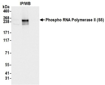 Rabbit anti-RNA Polymerase II, Phospho (S5) Antibody, Affinity Purified