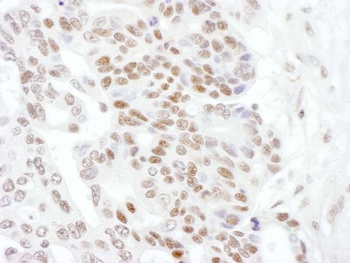 Rabbit anti-RNA Polymerase II, Phospho (S2) Antibody, Affinity Purified