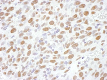 Rabbit anti-RNA Polymerase II, Phospho (S2) Antibody, Affinity Purified