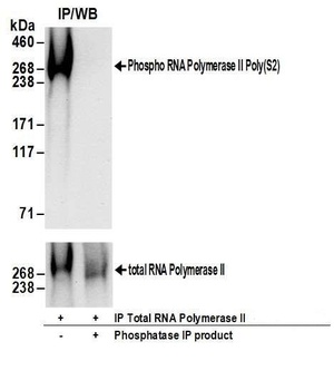 Rabbit anti-RNA Polymerase II, Phospho (S2) Antibody, Affinity Purified