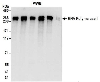 Rabbit anti-RNA Polymerase II, Phospho (S2) Antibody, Affinity Purified