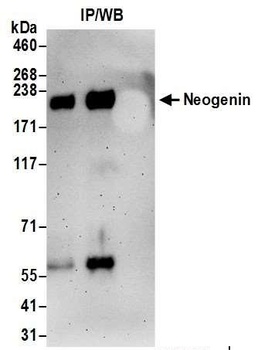 Rabbit anti-Neogenin Antibody, Affinity Purified