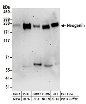Rabbit anti-Neogenin Antibody, Affinity Purified