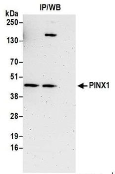 Rabbit anti-PINX1 Antibody, Affinity Purified