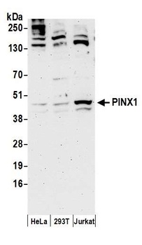 Rabbit anti-PINX1 Antibody, Affinity Purified