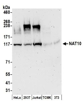 Rabbit anti-NAT10 Antibody, Affinity Purified