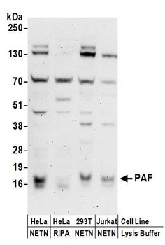Rabbit anti-PAF Antibody, Affinity Purified