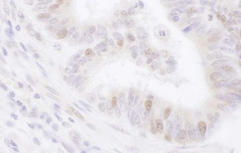 Rabbit anti-PAF Antibody, Affinity Purified