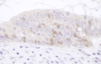 Rabbit anti-PAF Antibody, Affinity Purified