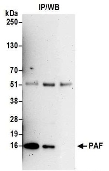 Rabbit anti-PAF Antibody, Affinity Purified