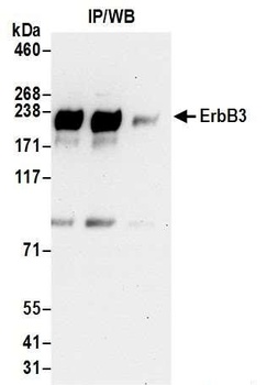 Rabbit anti-ErbB3 Antibody, Affinity Purified