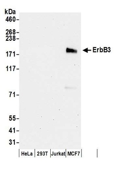 Rabbit anti-ErbB3 Antibody, Affinity Purified