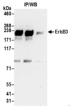 Rabbit anti-ErbB3 Antibody, Affinity Purified