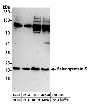 Rabbit anti-Selenoprotein S Antibody, Affinity Purified