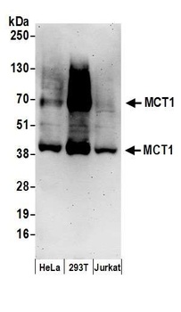 Rabbit anti-MCT1 Antibody, Affinity Purified