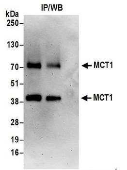 Rabbit anti-MCT1 Antibody, Affinity Purified