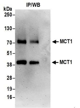 Rabbit anti-MCT1 Antibody, Affinity Purified