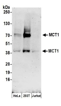 Rabbit anti-MCT1 Antibody, Affinity Purified